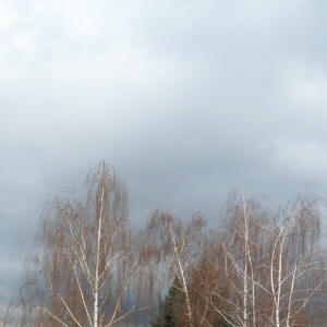 Birke_11