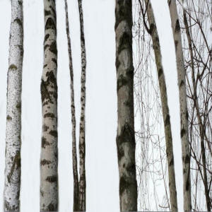 Birke_2