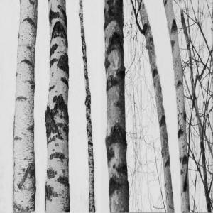 Birke_3