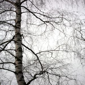 Birke_9