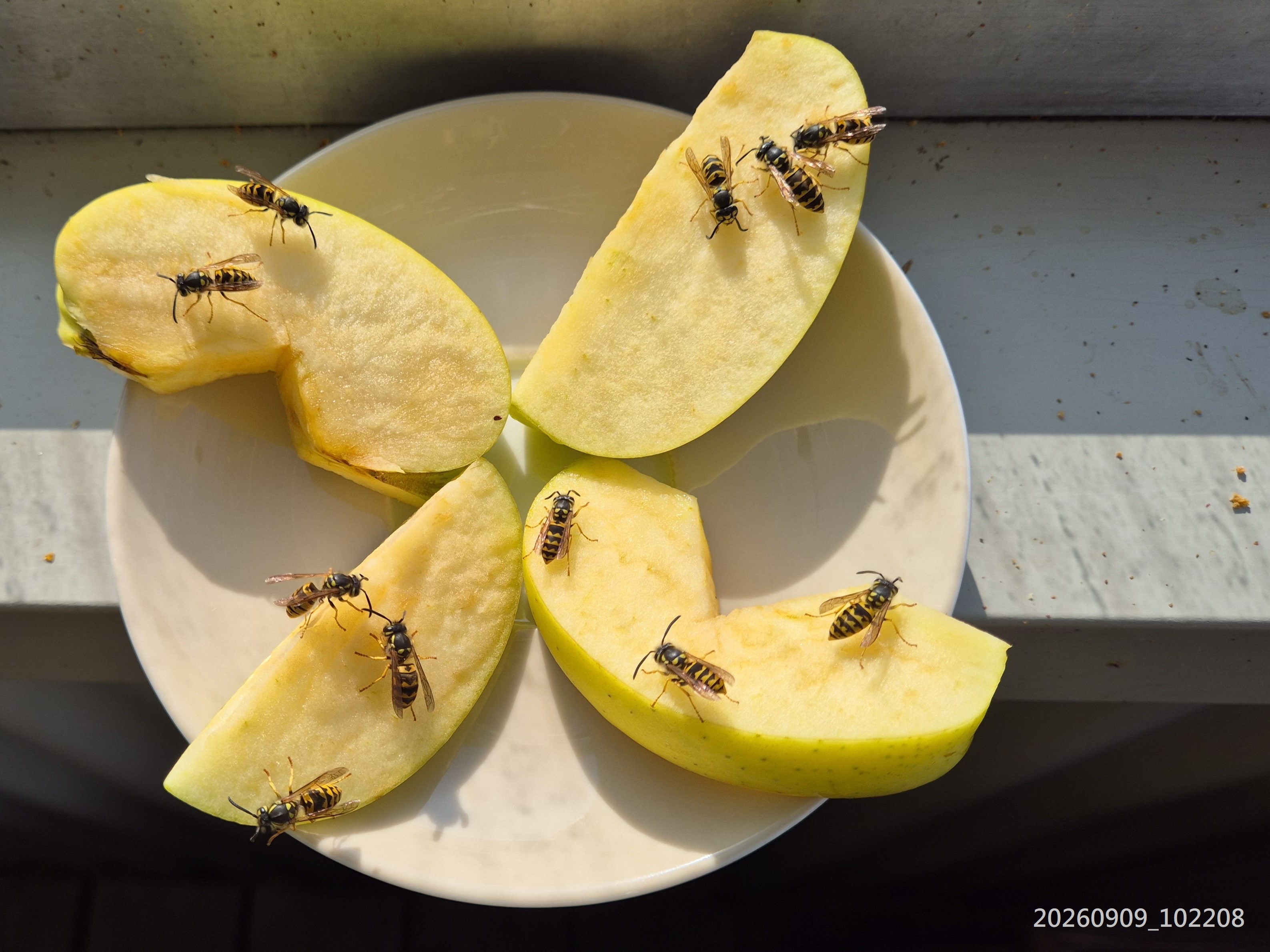 Sep_2026_26