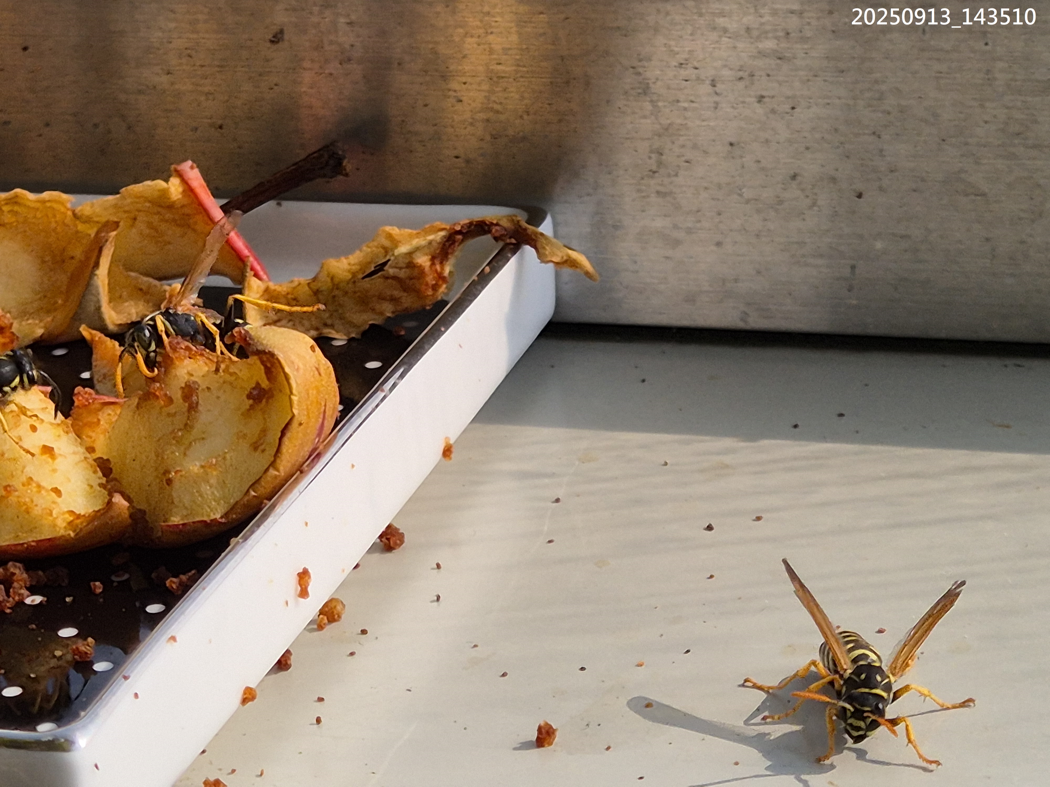Wirt_2_24