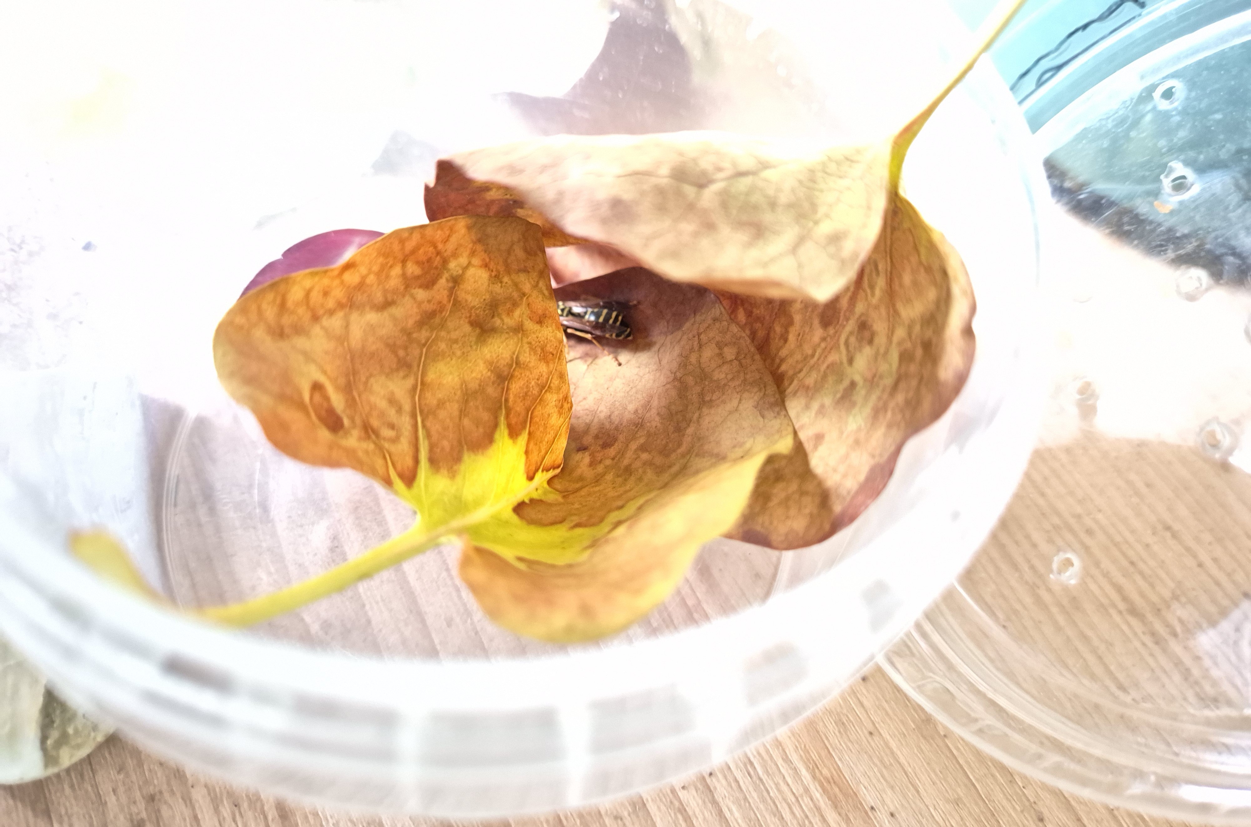 Wirt_4_19