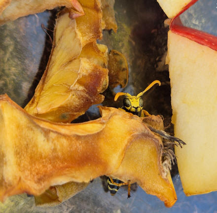 Apple_Haupt