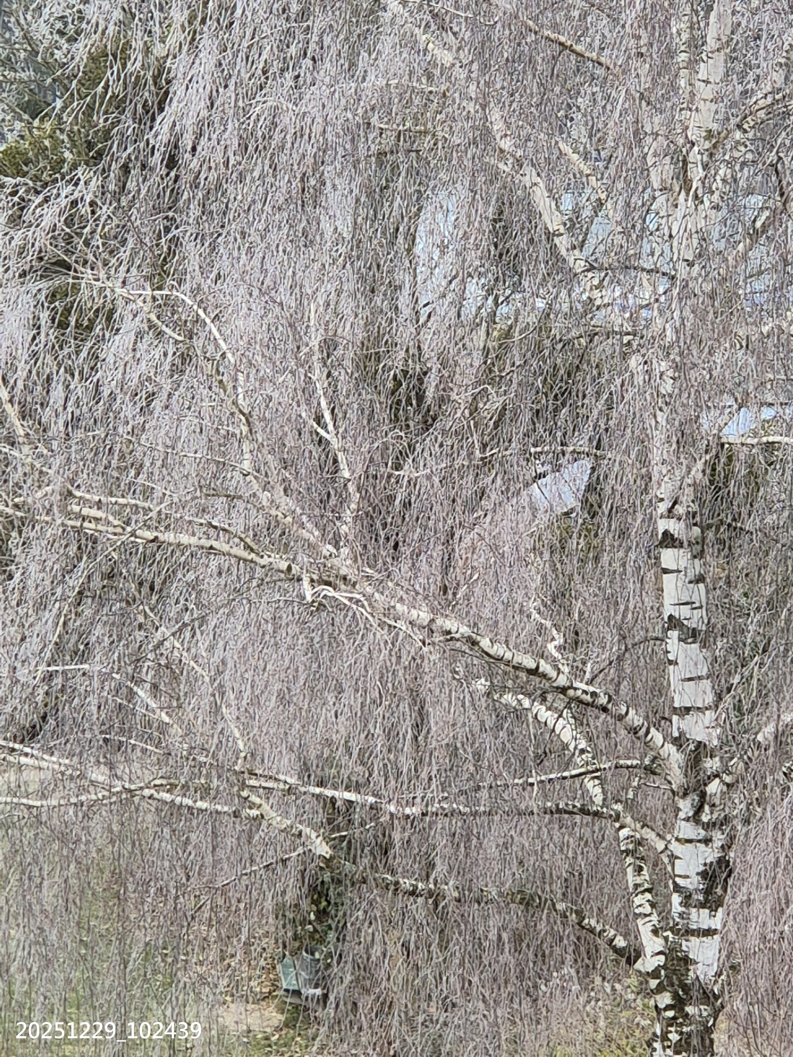 B2025_12_44
