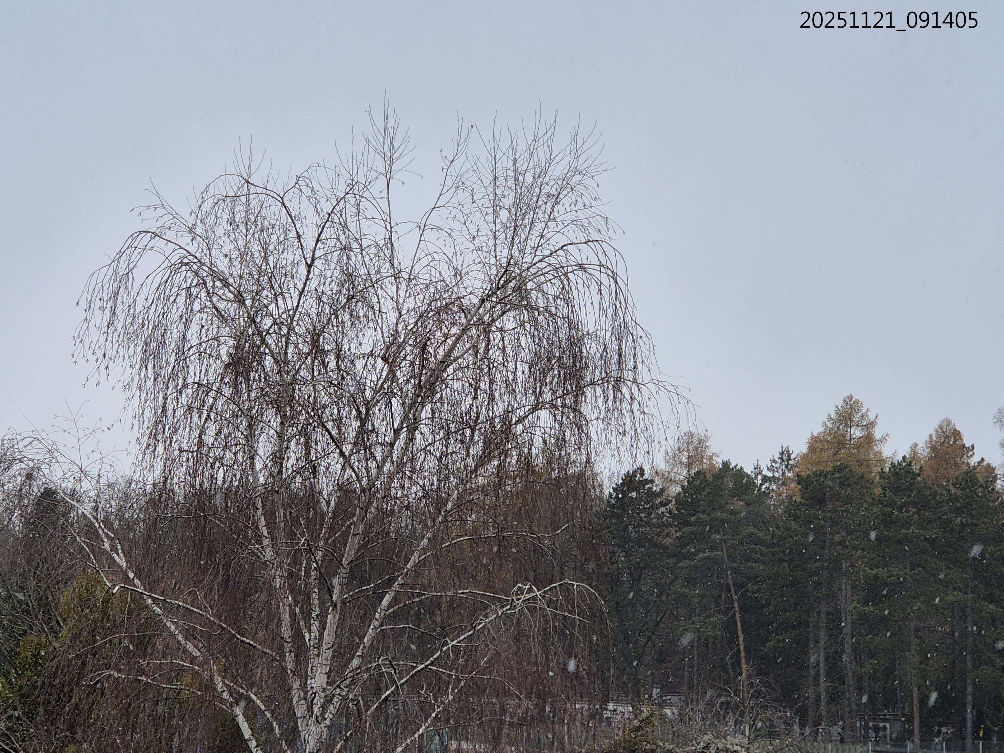 B2025_11_29