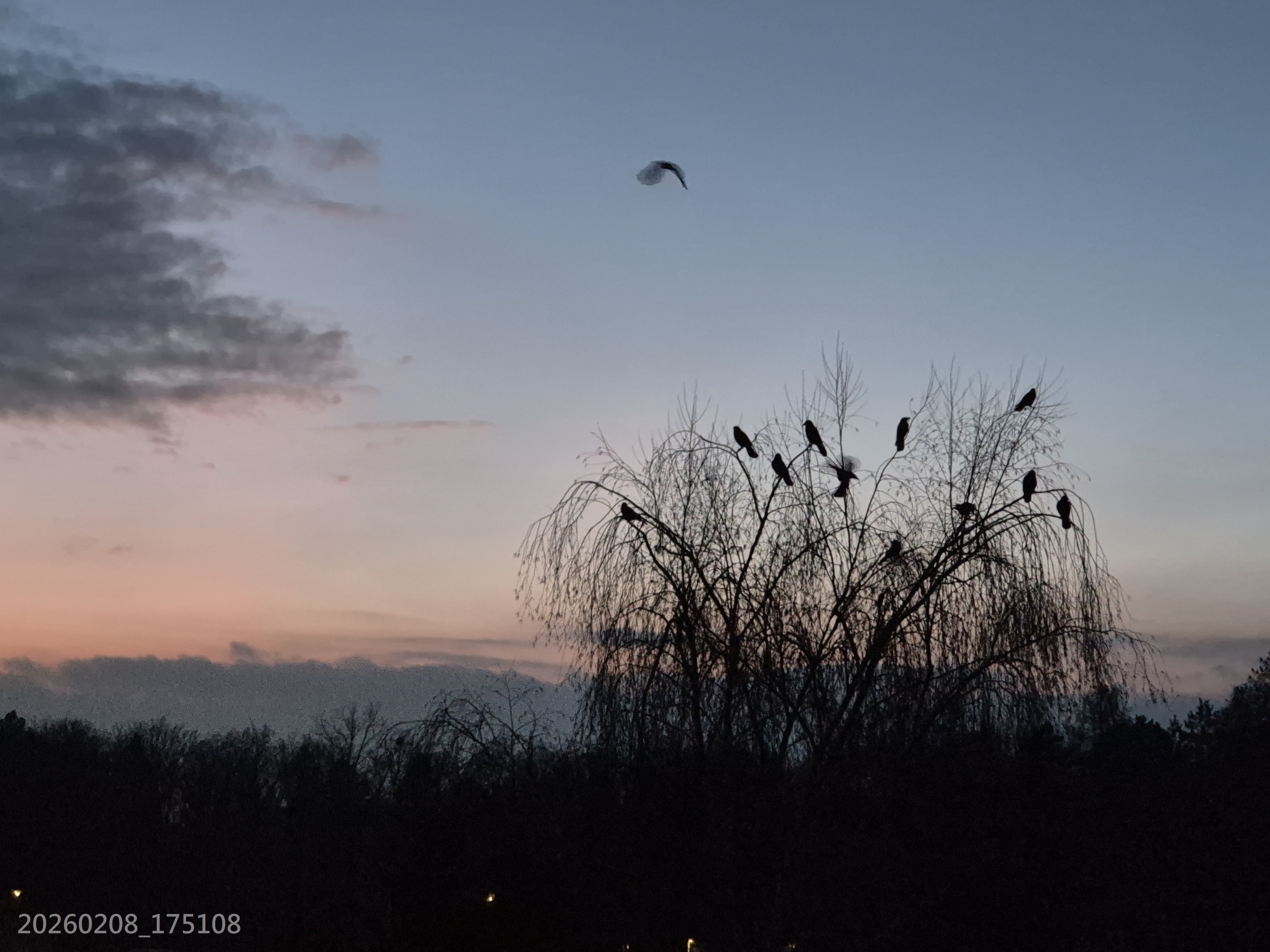 B2026_02_6