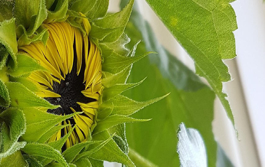 Sonne12