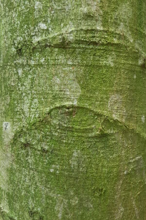 Auge_13