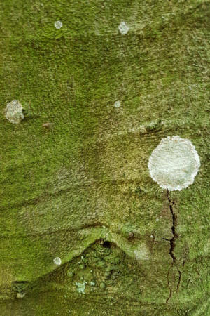 Auge_4