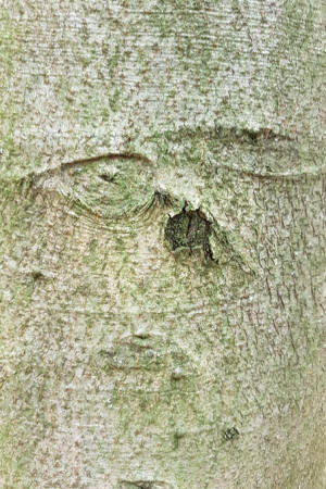 Auge_7