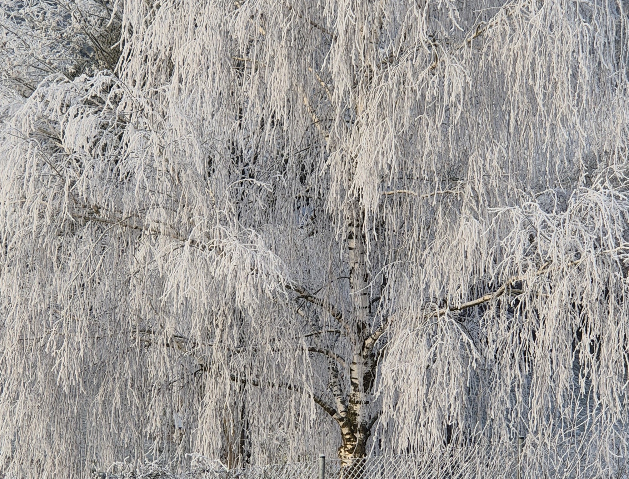 Ice_2025_1