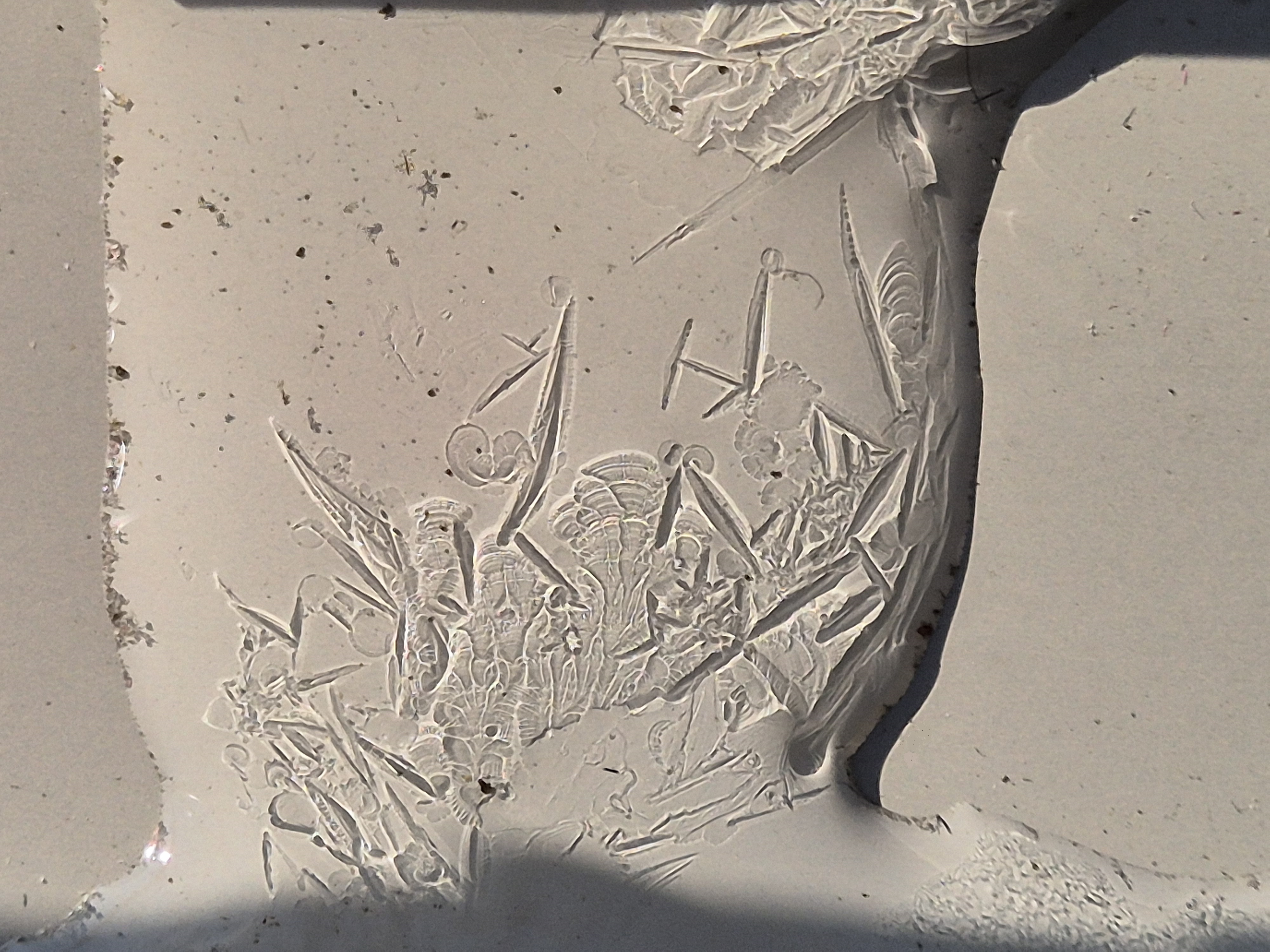 Ice_2026_2