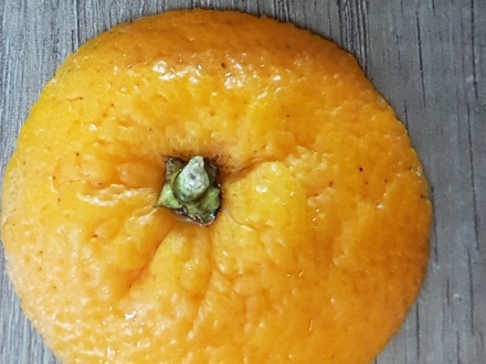 Orange_Titel