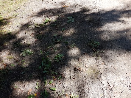 Licht_Titel